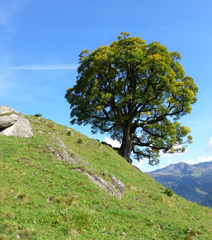 网页电话直接拨打